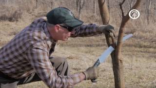 Ask An Arborist What are the Rules of Pruning [upl. by Laura]