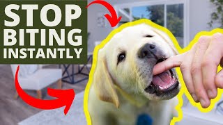 How to Make a Dog Stop Biting and Why You MUST Do This [upl. by Anissej]