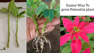 How to grow Poinsettia Plant  Poinsettia Cuttings Propagation in easiest way [upl. by Llednew336]