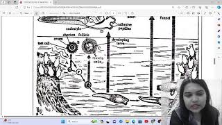 Herdmania Retrogressive Metamorphosis Explained  B Sc Sem II BSc 2nd Zoology  Neha Manjari [upl. by Dorolice]