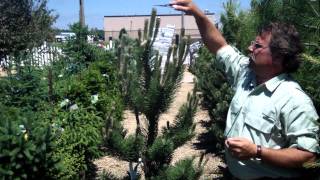 Pruning Pine and Fir Trees  Mickman Brothers Landscape Maintenance [upl. by Ynes]