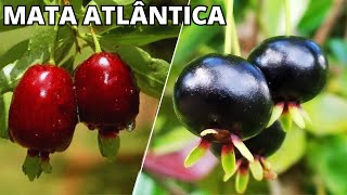 10 FRUTAS NATIVAS DA MATA ATLÂNTICA BRASILEIRA QUE SÃO ÚNICAS [upl. by Suter855]