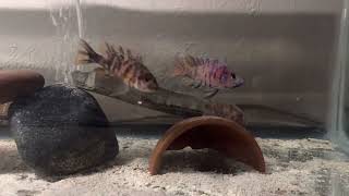 OB Peacock Cichlids Mating Behavior [upl. by Learsi]