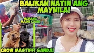 ANO KAYA ANG MERON DITO NGAYON MULI NATING BALIKAN ANG ARRANQUE PET MARKET [upl. by Karilla]