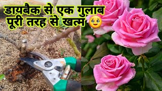 गुलाब को डाइबैक लगने से कैसे बचाएं  Dieback कारण amp निवारण  Rose Dieback Desease CausesampTreatment [upl. by Hildick]