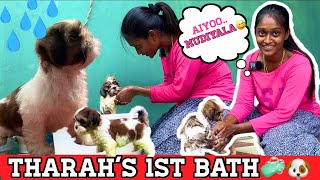 Tharahs 1st bath🐶 Shih tzu Puppy❤  First Bath  Tharah [upl. by Khai]