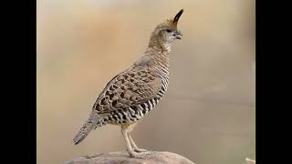 Philortyx fasciatus Barred Quail [upl. by Thaddus104]