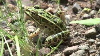 Northern Leopard Frog Lithobates pipiens [upl. by Llednar]