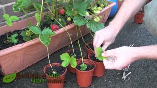 Planting Strawberry Runners Propagating Strawberries the easy way [upl. by Anileve845]