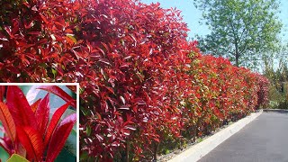 How to Plant Photinia Autumn Garden Guide [upl. by Yrruc818]