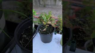 bonsai oak seedlings [upl. by Dewhirst56]