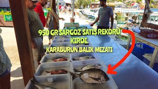 KARABURUN BALIK MEZATI 11082024 CANLI YAYIN 950 GR SARGOZ FAVORİYDİ [upl. by Alegre]