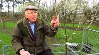 How to Prune Young Fruit Trees [upl. by Ajiak]