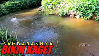 MANCING HAMPALA SAMBARANNYA BIKIN KAGET  REYNOLD SB [upl. by Caroline377]