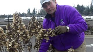 Pruning a Peegee Hydrangea [upl. by Eniamrehc]