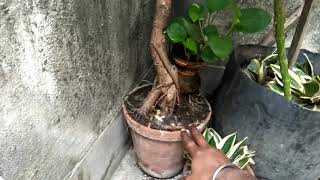 How to grow and care peepal tree Peepal tree benefits [upl. by Judd]