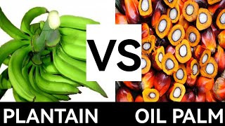 Oil Palm Or Plantain Farming  Which is more profitable and why [upl. by Siul857]