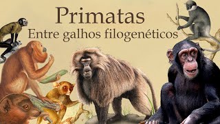 Radiação Adaptativa de Primatas por meio da Filogenia Primatologia [upl. by Asira790]