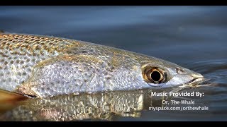 New England Weakfish  S11 E1 [upl. by Nanfa]