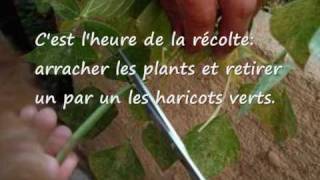 faire pousser des Haricots verts sur son balcon [upl. by Octavius]