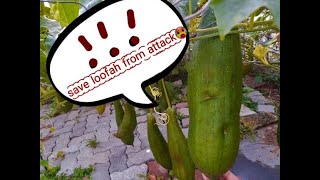 Loofah Attack Pests Protection Treatment Scratched Insects How to griw luffa [upl. by Inhsor]