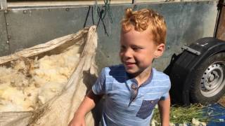 Norfolk 6yearold loves rolling fleece for his farmer dad [upl. by Elimay]