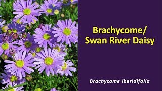 Flowering annuals Brachycome Brachycome iberidifolia [upl. by Drhcir]