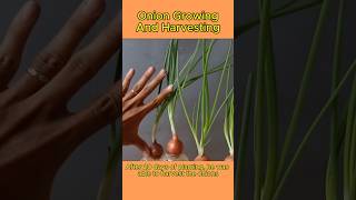 Spring Onion growing and harvesting shorts onion howto [upl. by Anaujnas]