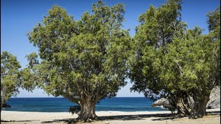 Tamarisk Trees and Their Significance in the Bible [upl. by Anivad]