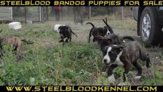 Puppies for sale Steelblood Bandog Kennels SBK9 [upl. by Feetal]