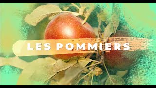 Pommier  Plantation arrosage conseils dentretien [upl. by Farlay]