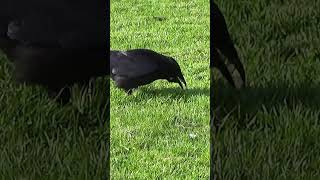 Feeding Crows  Another Greedy Cashew Nut Filled Crow Face  Park Crows [upl. by Heiner]