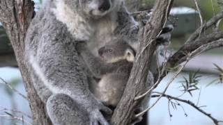 Koala Cuddle  Cutest Video Ever [upl. by Hgielanna]