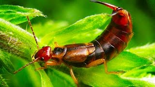 The GIANT EARWIG is now EXTINCT [upl. by Elexa]