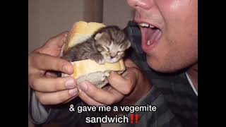 Vegemite sandwich [upl. by Starr]