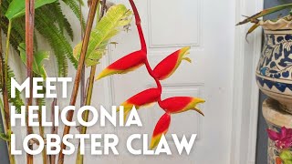 How to Grow Heliconia Rostrata in a Pot  Heliconia Lobster Claw [upl. by Aicilef]