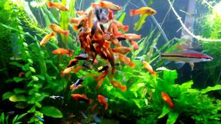 30 Gallon Planted Livebearer Community Tank 2 Years Running [upl. by Edrick]