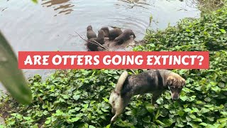 These Otters Are Popular Pets In Asia [upl. by Anitram]