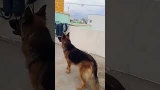 GSD POWERFUL BARKING 😱 ytshorts germanshepherd barkingsound youtubeshorts [upl. by Eugenius]