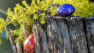 Easter Egg Hunt in Australia [upl. by Memory]