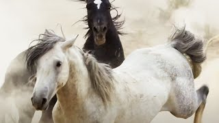 Brutal Stallion Mating Fight  Planet Earth II  BBC Earth [upl. by Pedro]