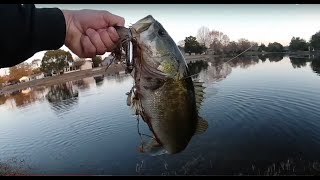 Topwater Action with the Heddon Zara Puppy Florida Fishing Adventures EP1  Weeki Wachee FL [upl. by Slin]