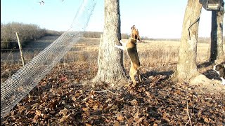 Squirrel dog training [upl. by Nerrat]