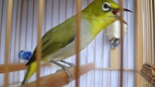 AURIVENTER THERAPY ZOSTEROPS WHITE EYES BIRD SINGING LOAD [upl. by Rida]