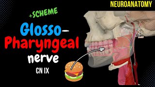 CN 9 Glossopharyngeal nerve SIMPLE Scheme  Visuals [upl. by Wiatt]