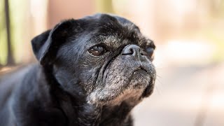 Understanding and Managing Brachycephalic Breathing Problems in Pugs [upl. by Iand905]