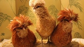 How to Eradicate Body Lice on Organic Poultry using Essential Oils Part 2 Pou blanc Piojos [upl. by Adnaral]