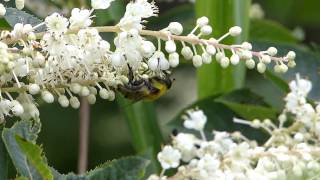 Mallota Flower Fly Nectaring フタガタハラブトハナアブ♀がリョウブに訪花吸蜜 [upl. by Eelytsirk]