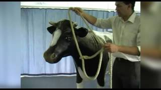 Applying a cow halter [upl. by Tila]