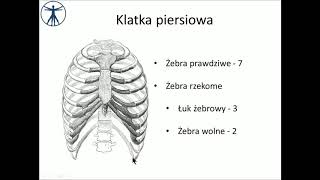 Klatka piersiowa wstęp PL [upl. by Ynej]